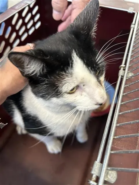A young small-sized male Domestic Short Hair cat named Django for adoption in San Antonio, TX