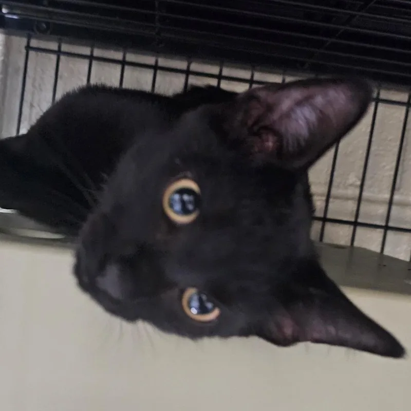 A baby small-sized male Black Domestic Short Hair cat named Inky for adoption in Columbus, NC