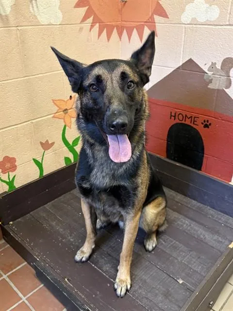 A young large-sized male German Shepherd Dog dog named Baxter for adoption in Castaic, CA