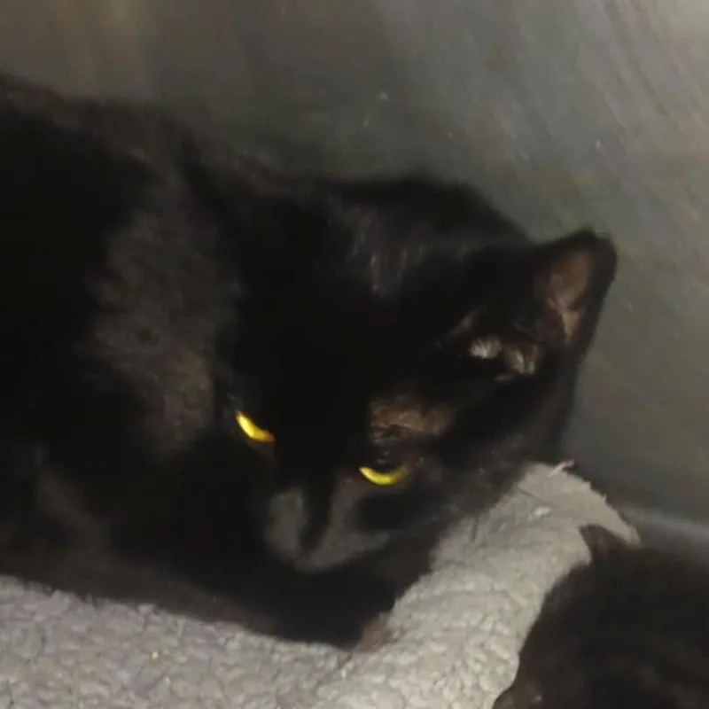 An adult small-sized female Black Domestic Short Hair cat named Sapphire Berkeley for adoption in Merrifield, VA