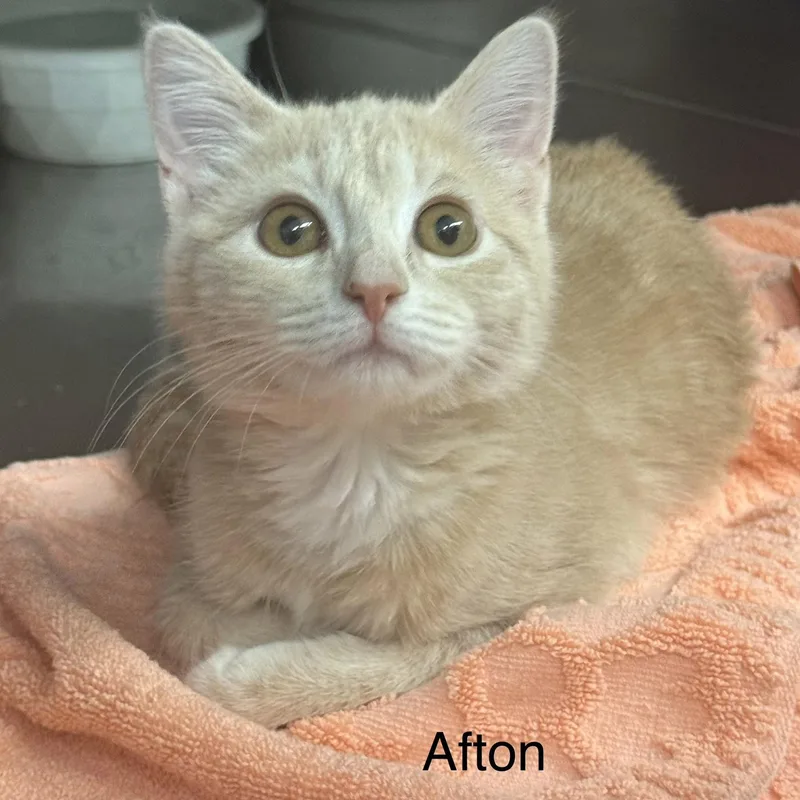 A baby medium-sized female Buff / Tan / Fawn Domestic Short Hair cat named Afton for adoption in Ulster, PA