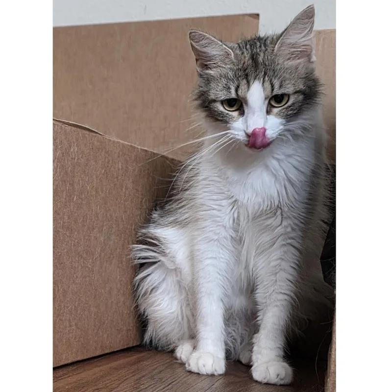 An adult medium-sized female Brown / Chocolate Domestic Short Hair cat named Tallulah for adoption in Austin, TX