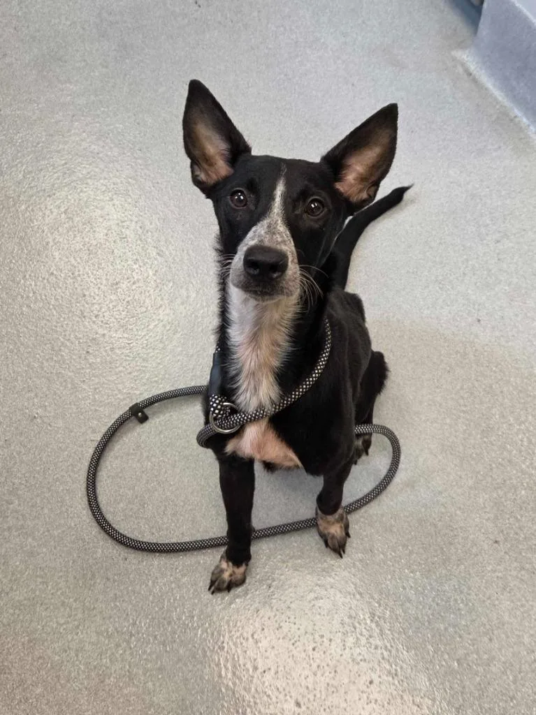 A baby large-sized female Mixed Breed dog named Adele for adoption in Chillicothe, OH