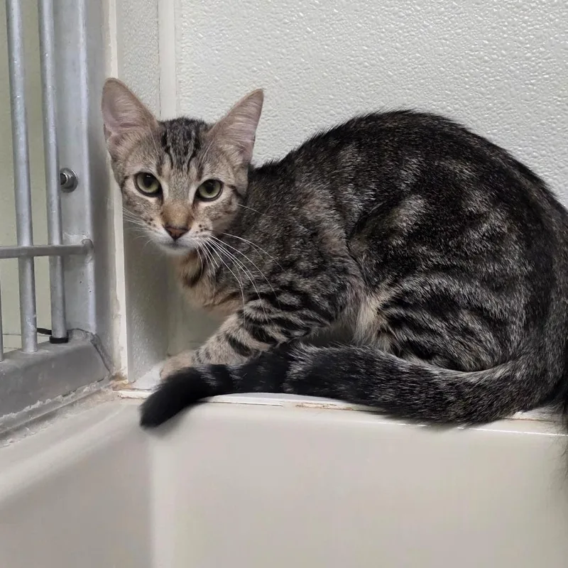 A young medium-sized female Brown / Chocolate Domestic Short Hair cat named Buffy for adoption in St. Helena, CA