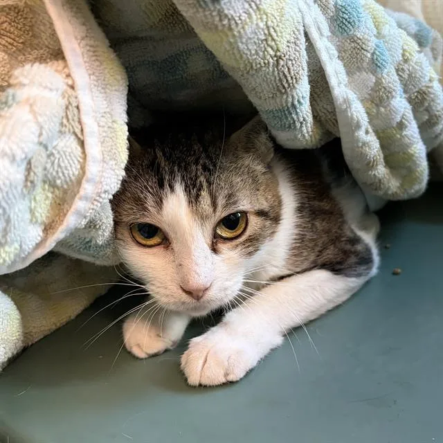 A young small-sized female Domestic Short Hair cat named Margaery Working Cat for adoption in Centerville, MA