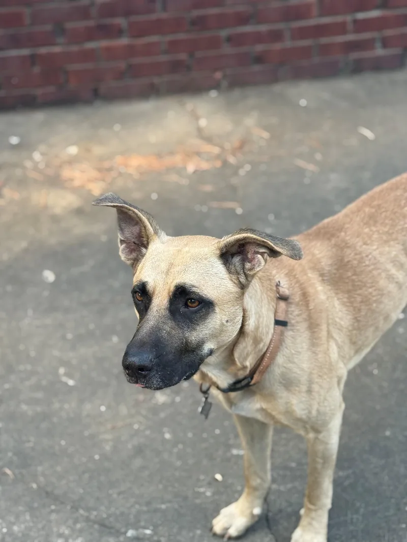A young medium-sized male Apricot / Beige German Shepherd Dog dog named Charlie for adoption in Andover, MA