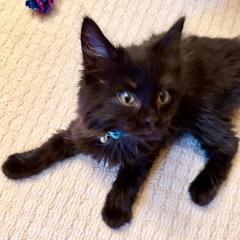 A baby small-sized male Black Domestic Long Hair cat named Scrunchie for adoption in Pittsburgh, PA