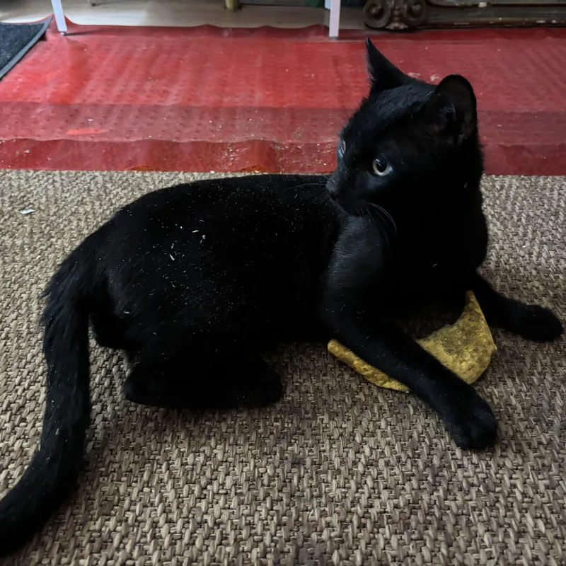 Toucan Sam thumbnail 2