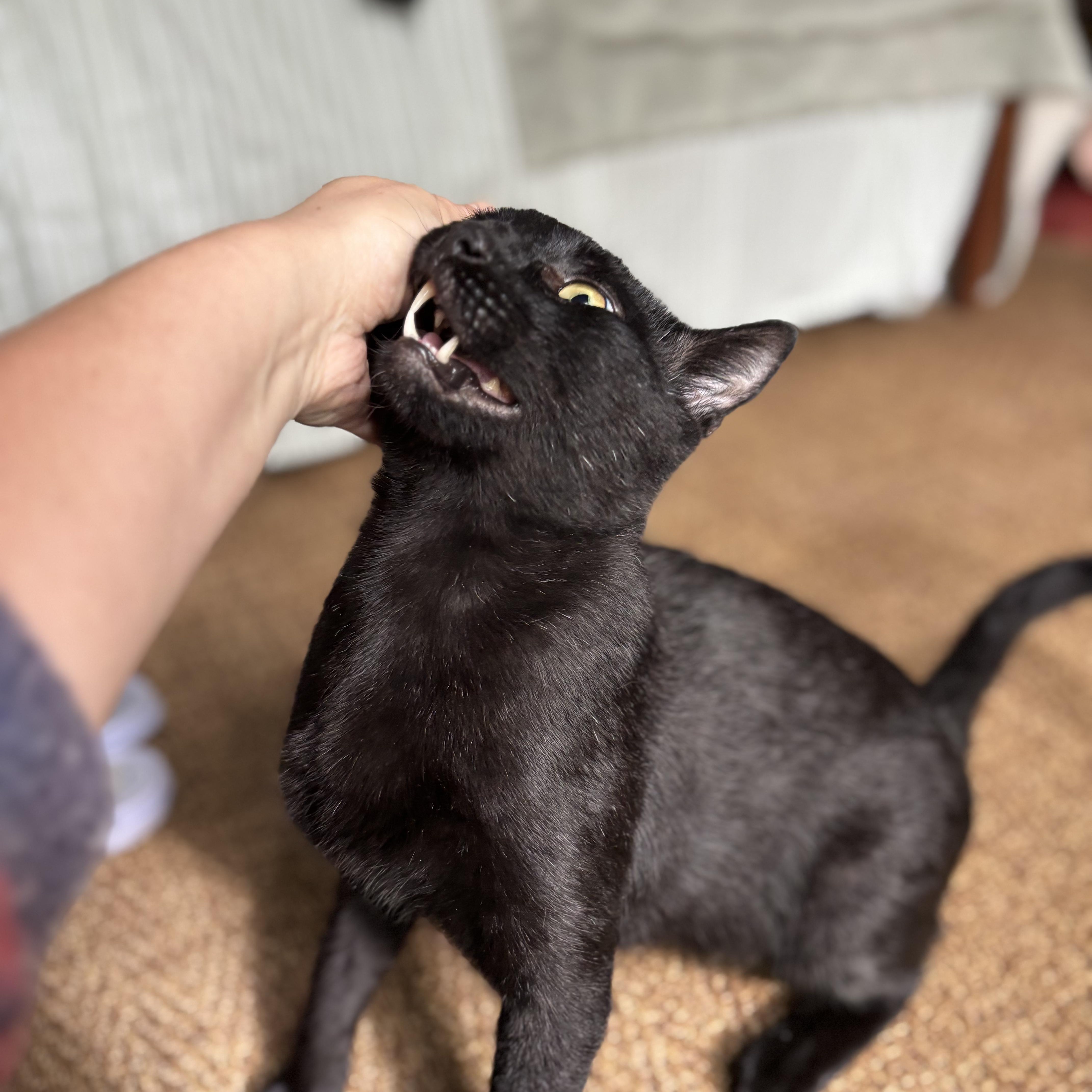 Toucan Sam thumbnail 4