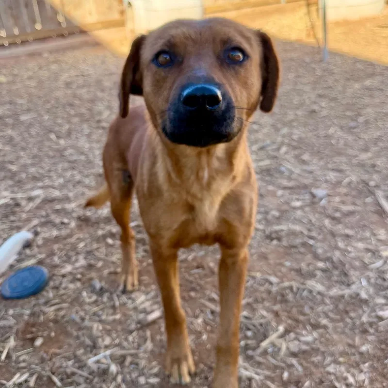 Cinnamon thumbnail 2