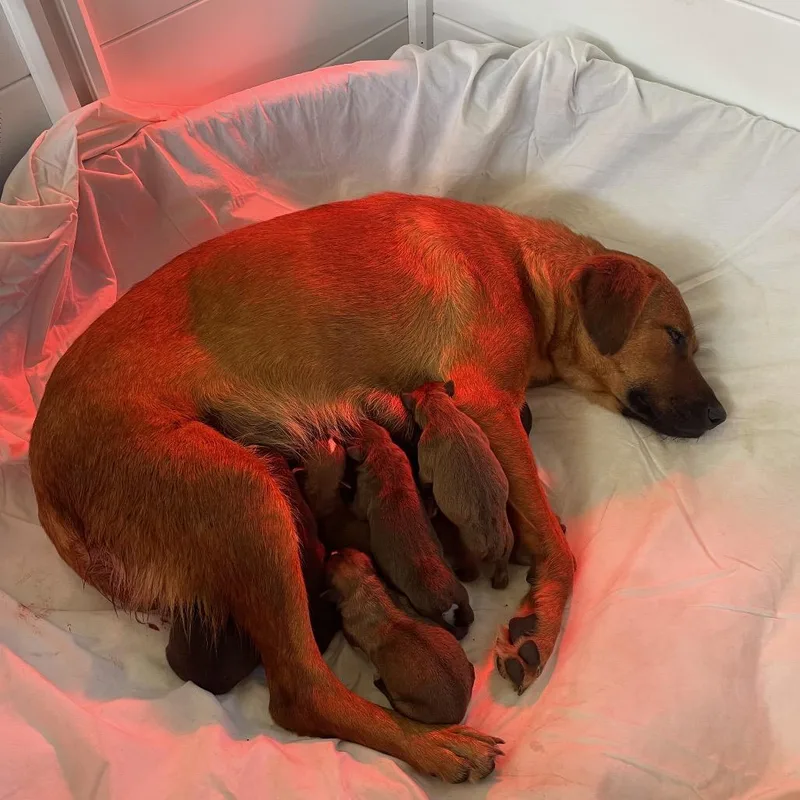 Cinnamon thumbnail 3