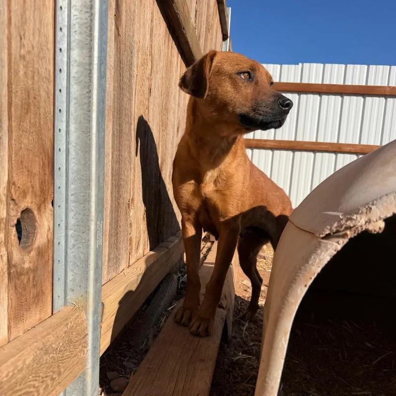 Cinnamon thumbnail 6