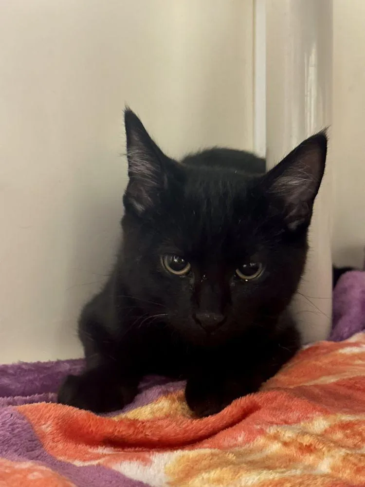 A baby small-sized male Black Domestic Short Hair cat named Jinx for adoption in Alexandria, VA
