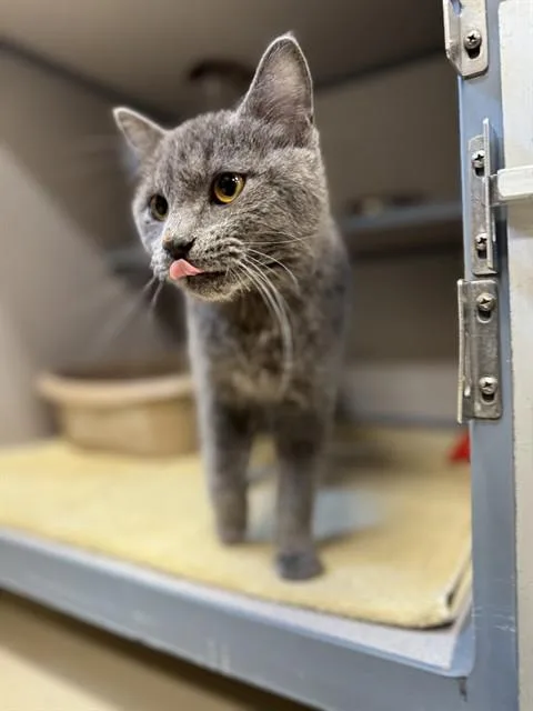 A young small-sized female Domestic Short Hair cat named Tatiana for adoption in Aliquippa, PA