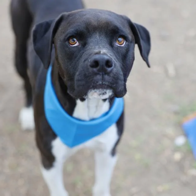 A young large-sized male Boxer dog named Bartholomew for adoption in San Antonio, TX