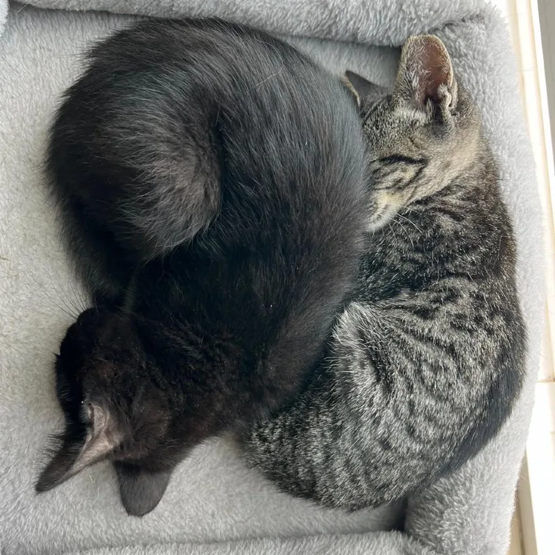 A baby small-sized female Brown / Chocolate Domestic Short Hair cat named Gully for adoption in Othello, WA