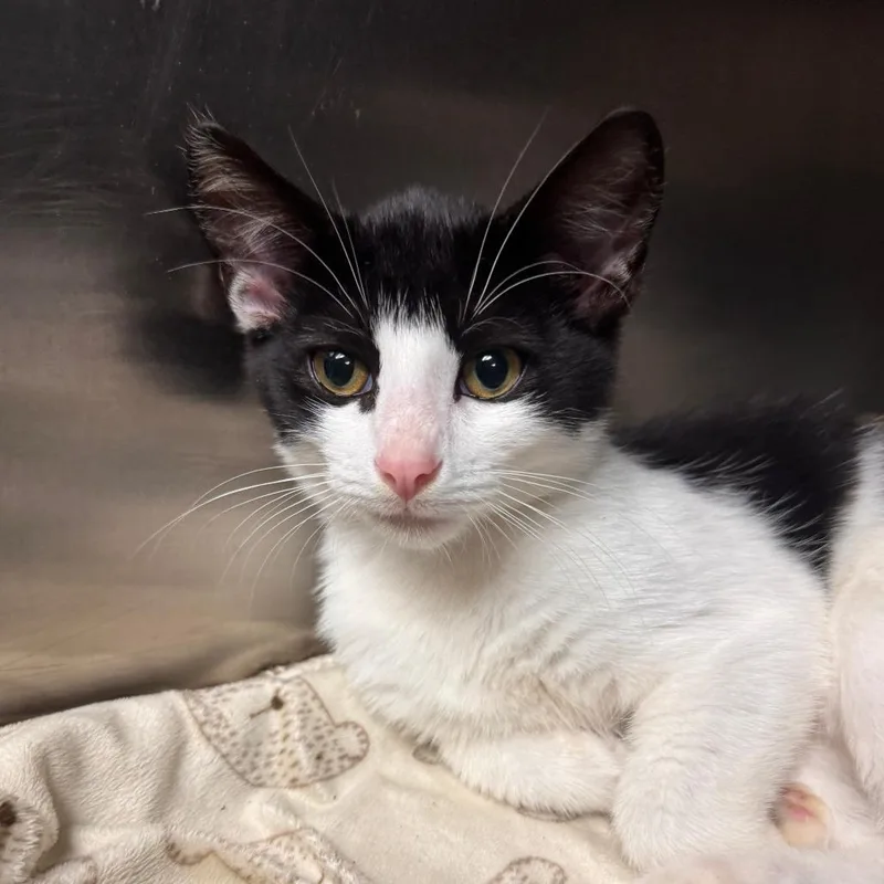 A baby medium-sized male Black Domestic Short Hair cat named Squirtle for adoption in Marion, VA