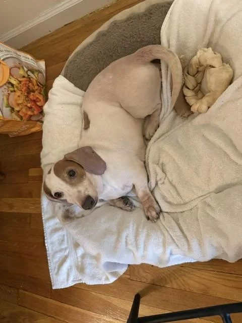 An adult small-sized male Dachshund dog named Morgan for adoption in New York, NY
