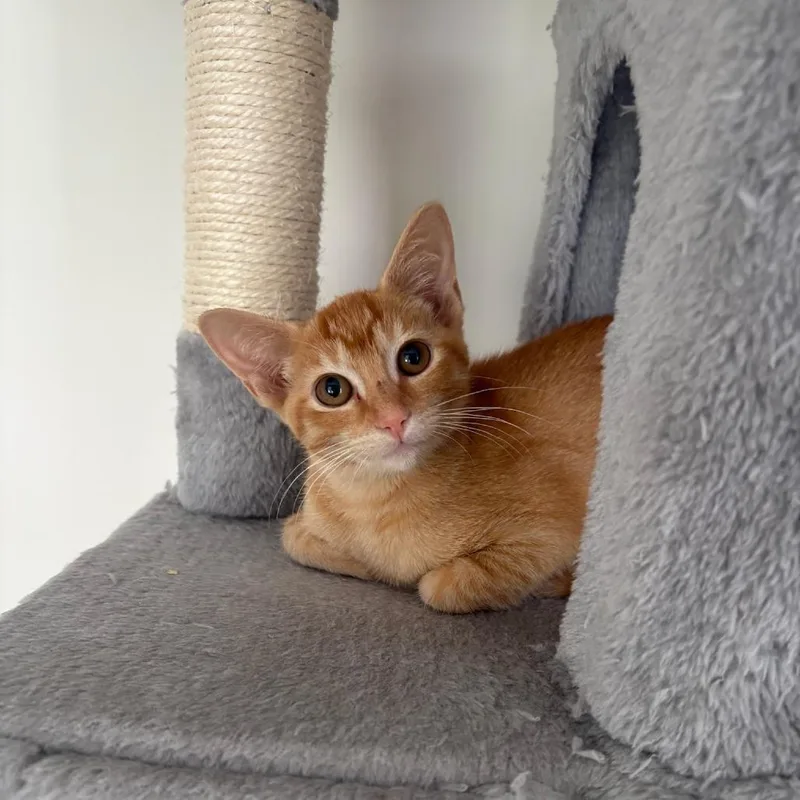 A baby small-sized female Domestic Short Hair cat named Dorothy for adoption in Chattanooga, TN