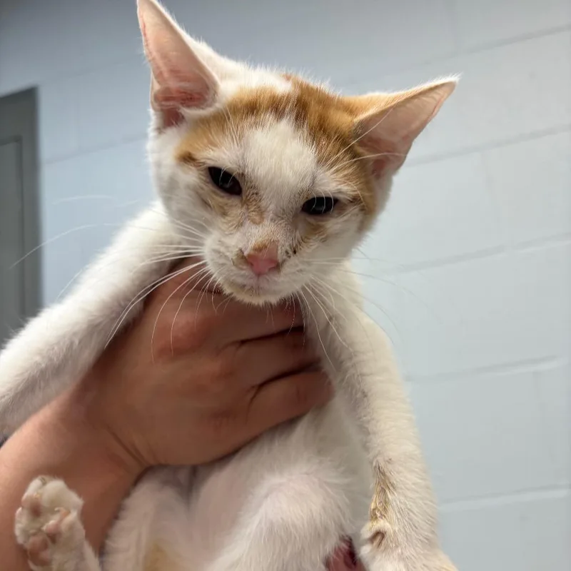 A baby small-sized male White Domestic Short Hair cat named Squid for adoption in Parkersburg, WV