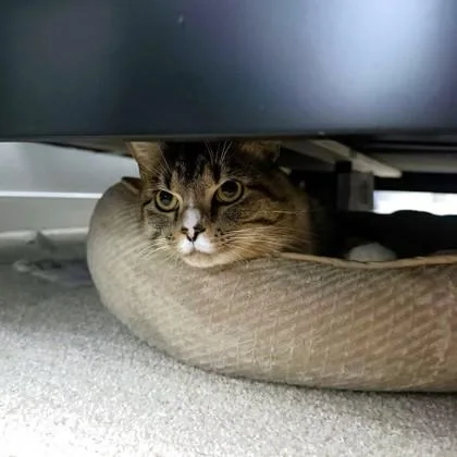 An adult medium-sized male Domestic Short Hair cat named Wrangler for adoption in Washington, DC