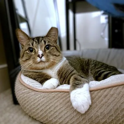 Wrangler thumbnail 3