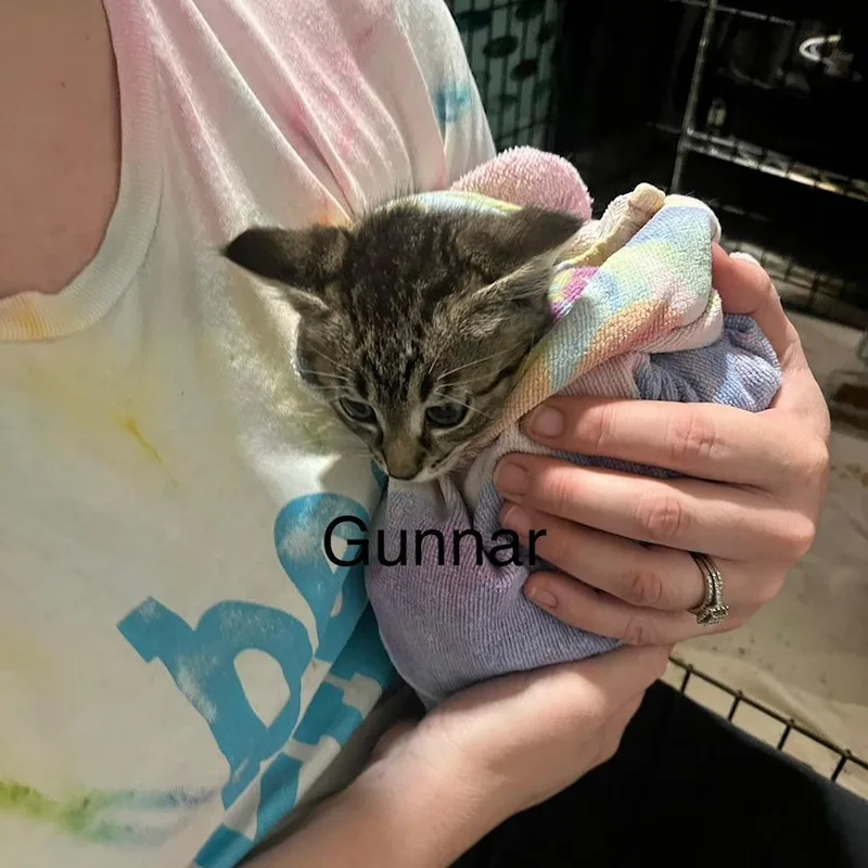 A baby small-sized male Brown / Chocolate Domestic Short Hair cat named Gunnar for adoption in Edwardsville, IL