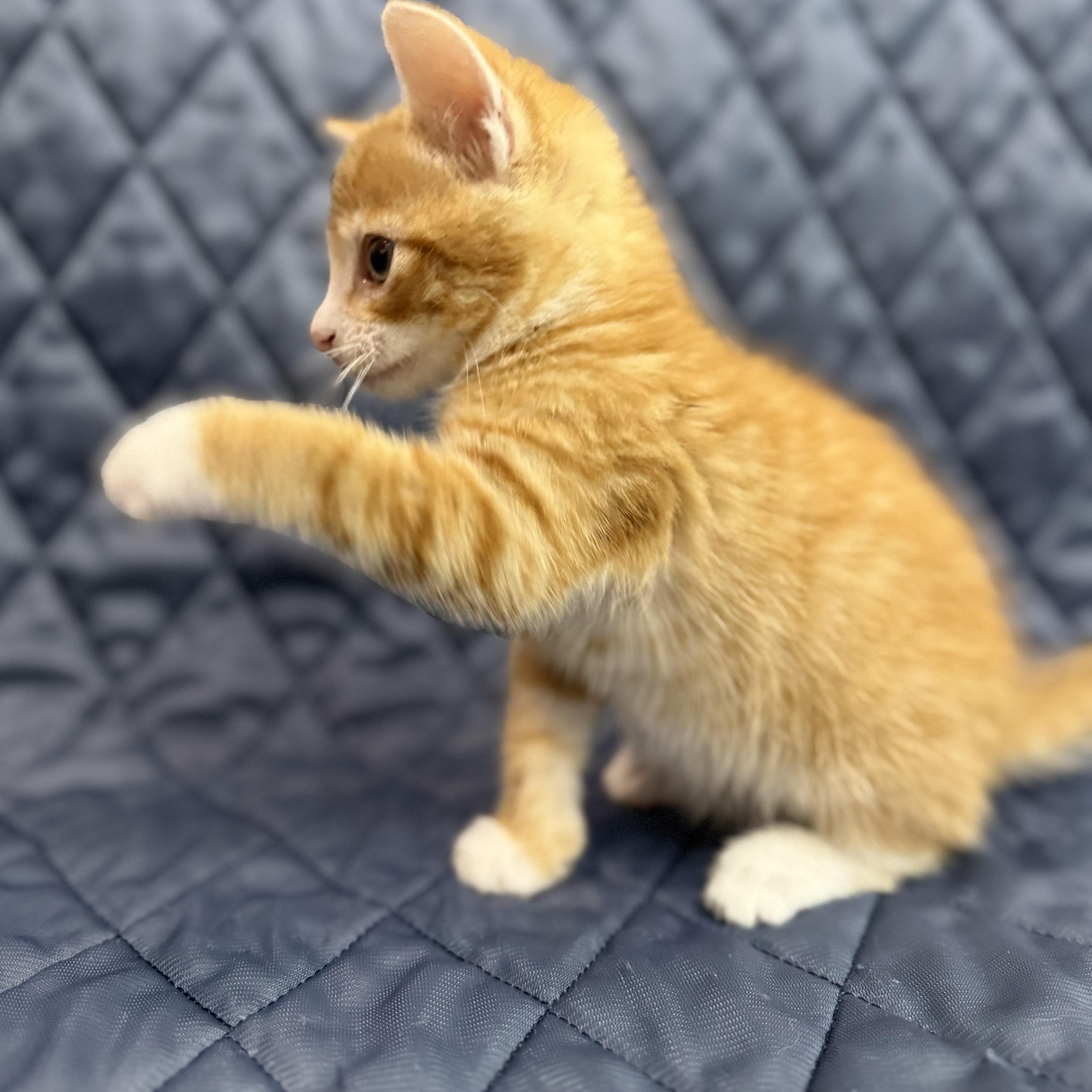 A baby medium-sized male Orange & White Domestic Short Hair cat named Earl for adoption in Fredericksburg, VA