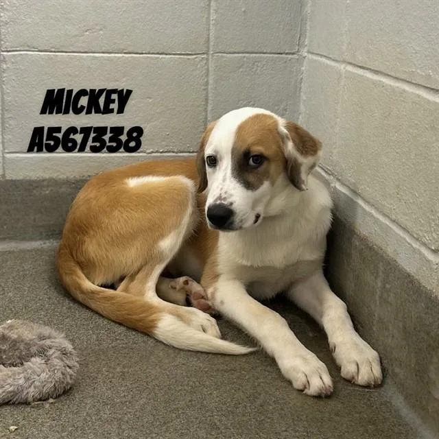 Mickey