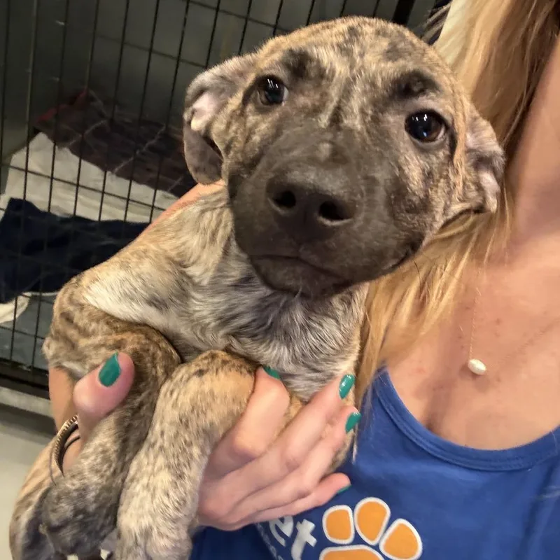 A baby medium-sized male Brindle Mixed Breed dog named Sleepy for adoption in Bend, OR