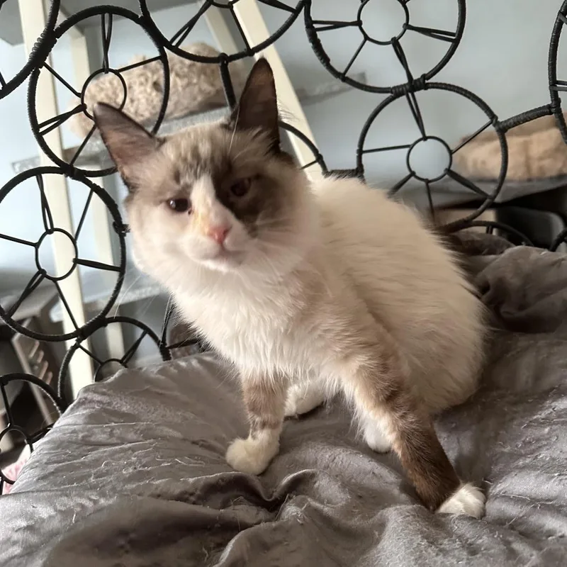 A young small-sized female Seal Point Domestic Long Hair cat named Miso for adoption in Greensburg, PA