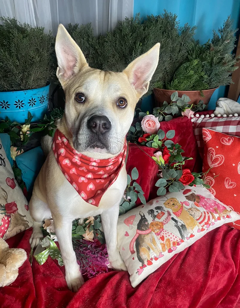 Awesome Cool Hardy  thumbnail 2