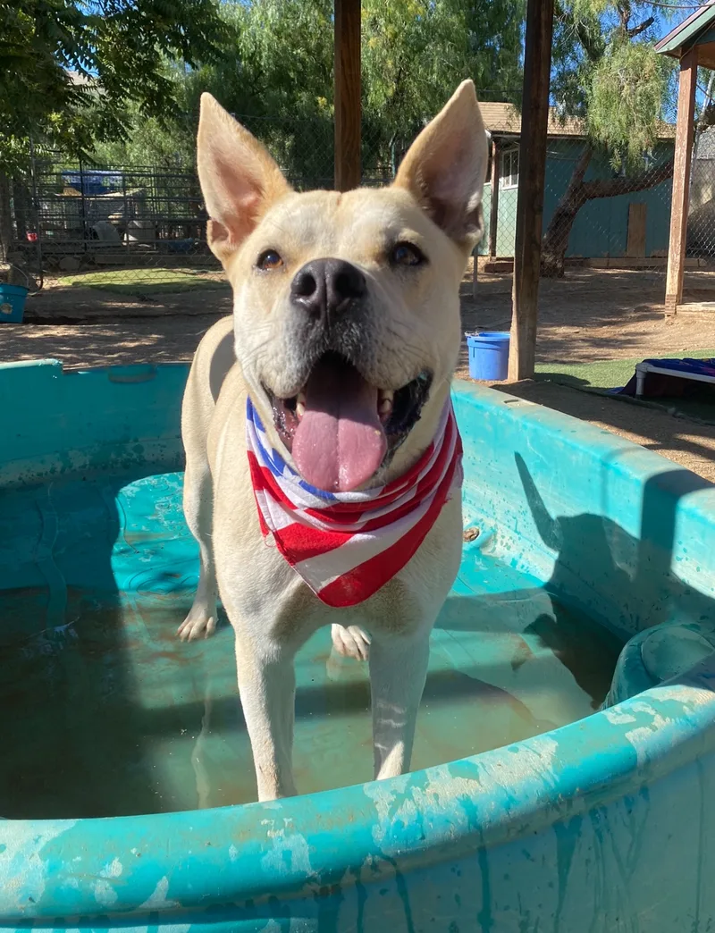 Awesome Cool Hardy  thumbnail 3