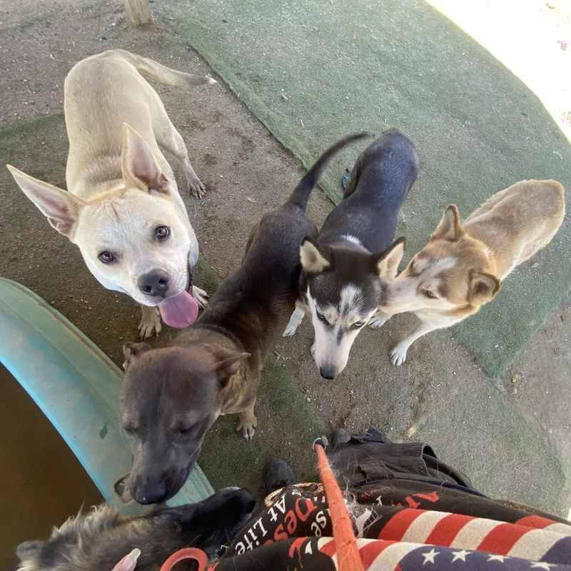 Awesome Cool Hardy  thumbnail 4