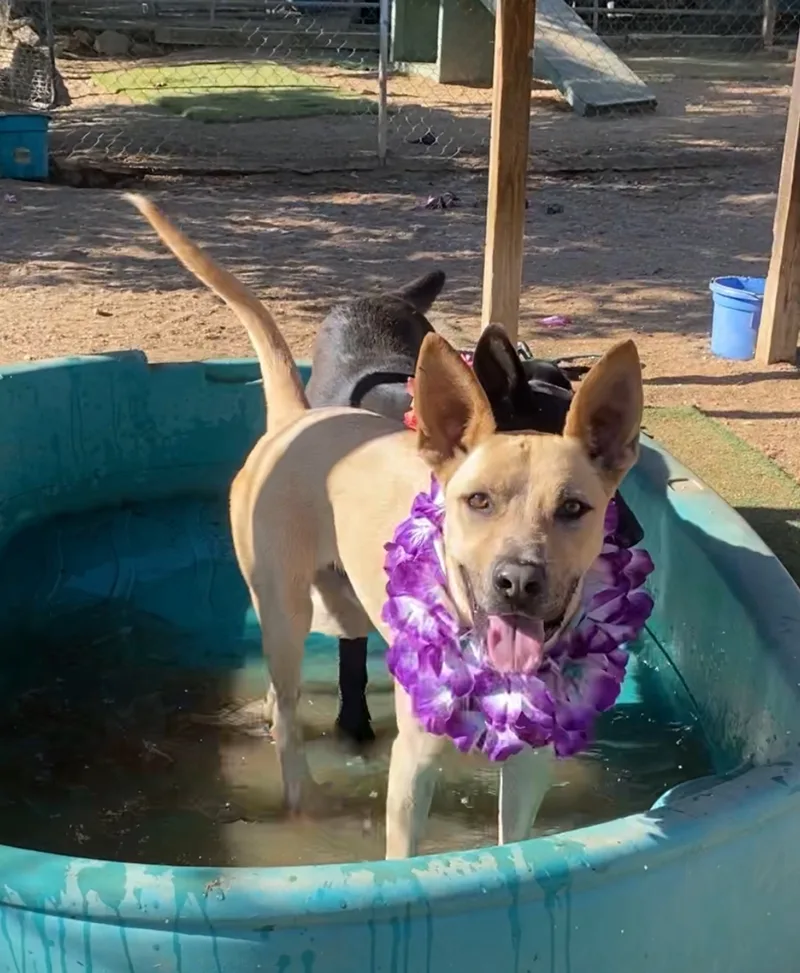 Awesome Cool Hardy  thumbnail 5