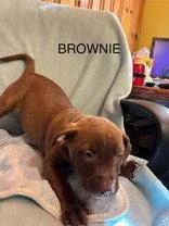 Brownie