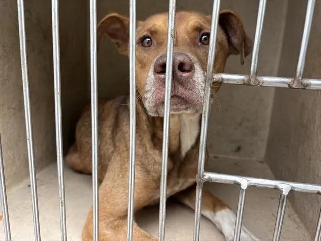 An adult small-sized male Hound dog named A for adoption in Oklahoma City, OK