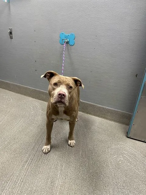An adult large-sized male Pit Bull Terrier dog named Rylo for adoption in Las Vegas, NV
