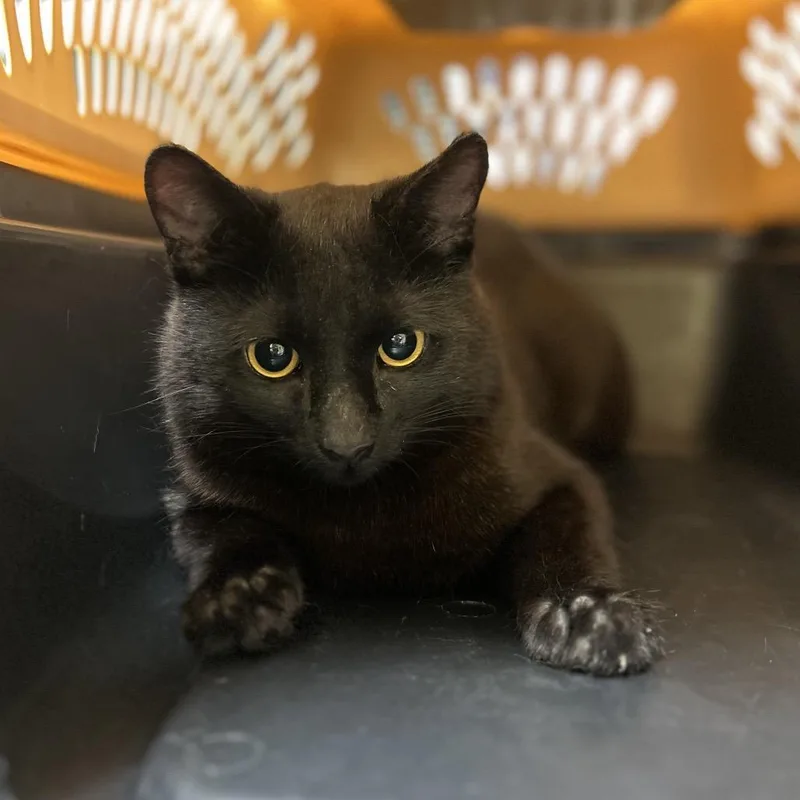 A young medium-sized male Black Domestic Short Hair cat named Pepe for adoption in Charlottesville, VA