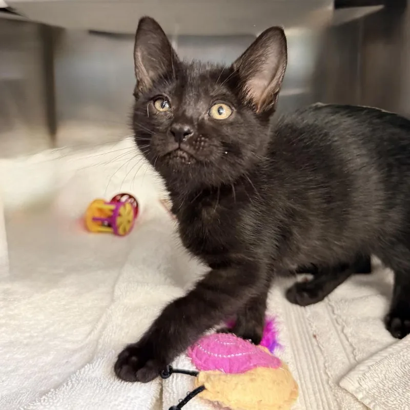 A baby small-sized female Black Domestic Short Hair cat named Squeaky for adoption in Palm Springs, CA