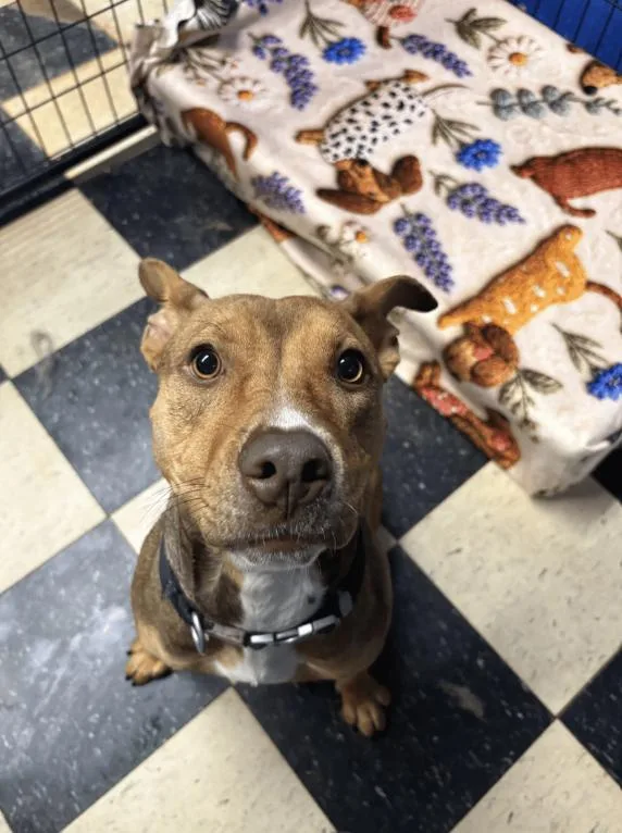 A young medium-sized female Pit Bull Terrier dog named Mary Jane for adoption in Chicago, IL