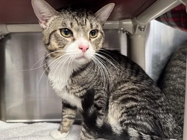 A young medium-sized male Domestic Short Hair cat named Pinknose for adoption in Colorado Springs, CO