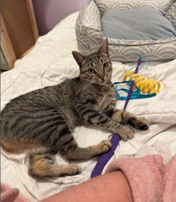 A young medium-sized female Domestic Short Hair cat named Meetsy for adoption in Herndon, VA