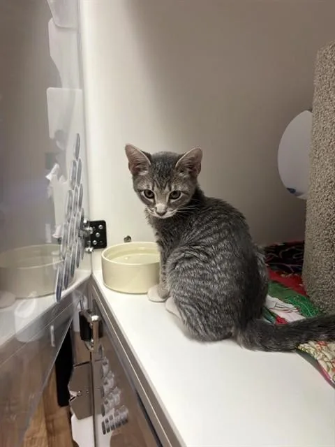 A baby medium-sized male Domestic Short Hair cat named Max for adoption in Sugar Land, TX