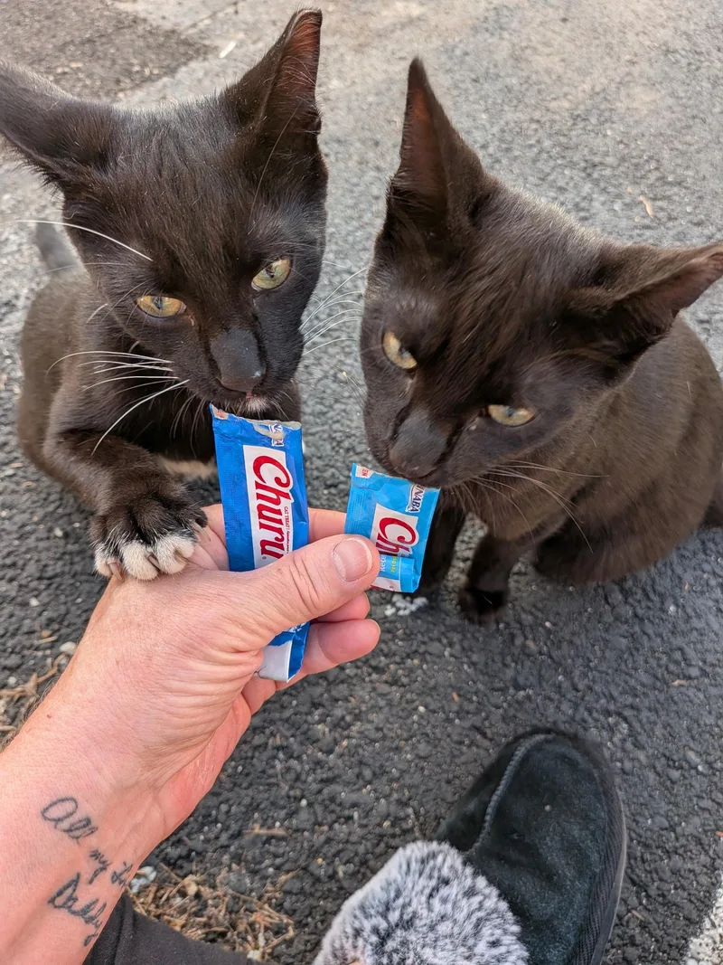 A young medium-sized male Black Domestic Short Hair cat named Wonder Woman & Batman for adoption in Bayonne, NJ
