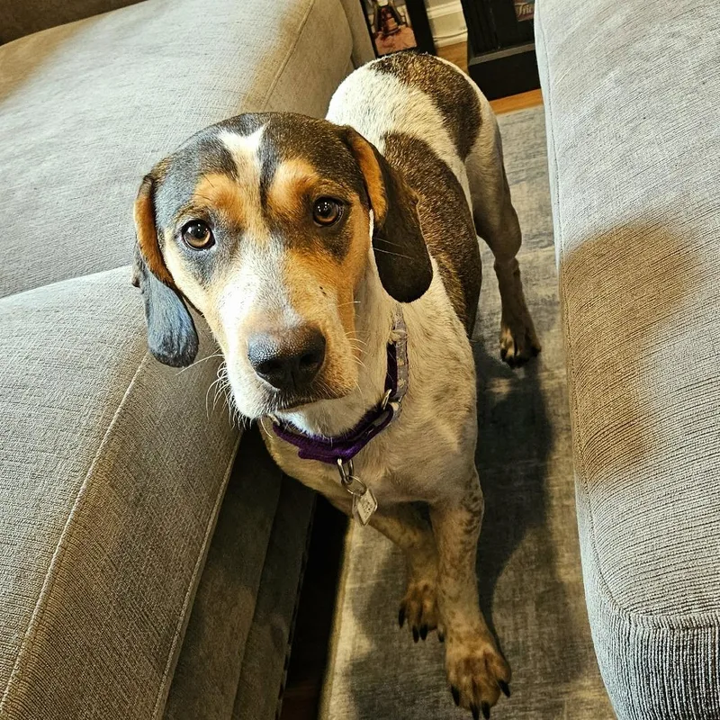 An adult medium-sized female White / Cream Hound dog named Pippi for adoption in Fairfax, VA