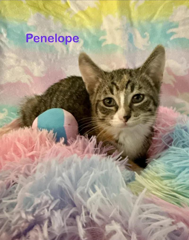 A baby small-sized female Domestic Short Hair cat named Penelope for adoption in Dixon, CA