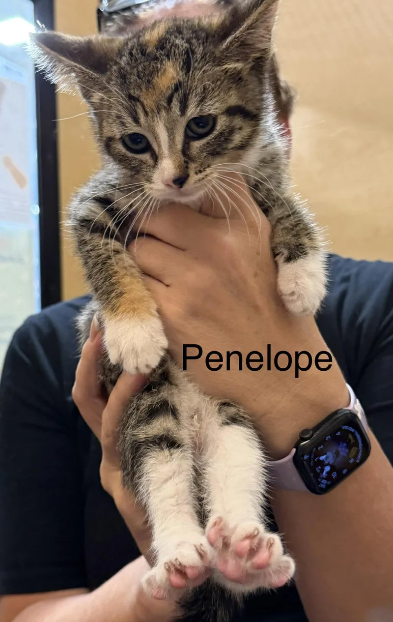Penelope thumbnail 2