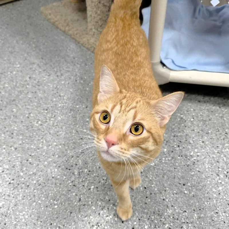 An adult large-sized male Orange / Red Domestic Short Hair cat named Simba for adoption in Michigan City, IN