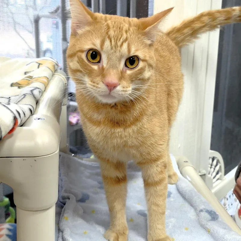 Simba thumbnail 2